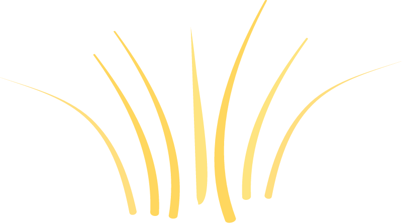 Spinifex (Triodia)