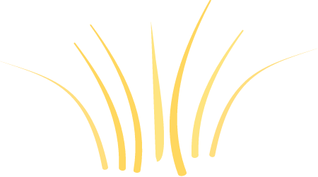 Spinifex (Triodia)