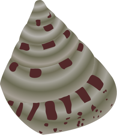 Sea Snail (Trochus)