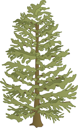 Eastern Hemlock (Tsuga Canadensis)
