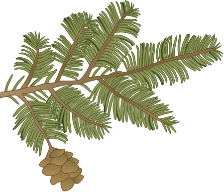 Eastern Hemlock Branch (Tsuga Canadensis)