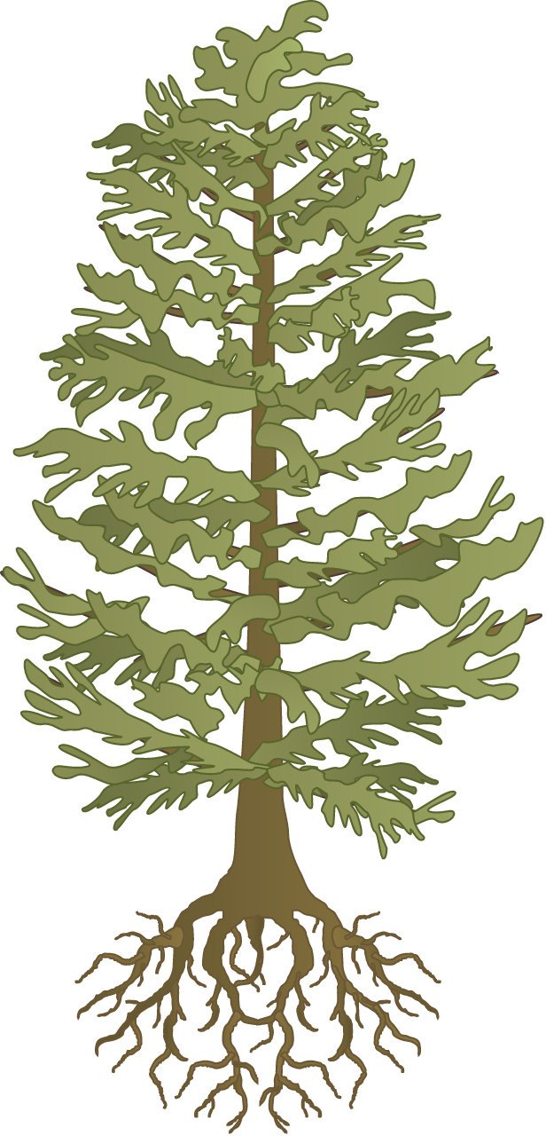 Eastern Hemlock with Roots (Tsuga Canadensis)