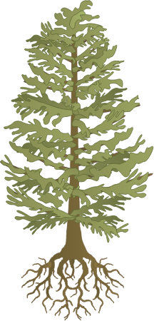 Eastern Hemlock with Roots (Tsuga Canadensis)
