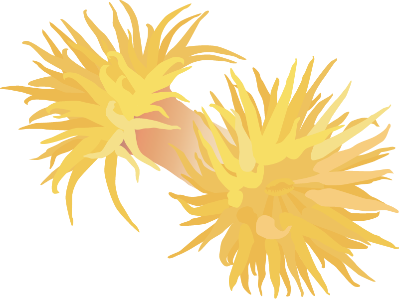 Sun Coral (Tubastrea)