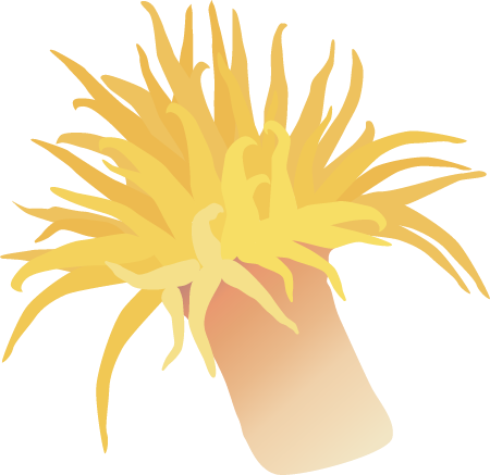Sun Coral (Tubastrea)