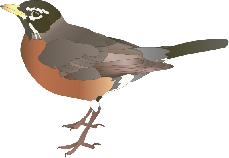 American Robin (Turdus Migratorius)