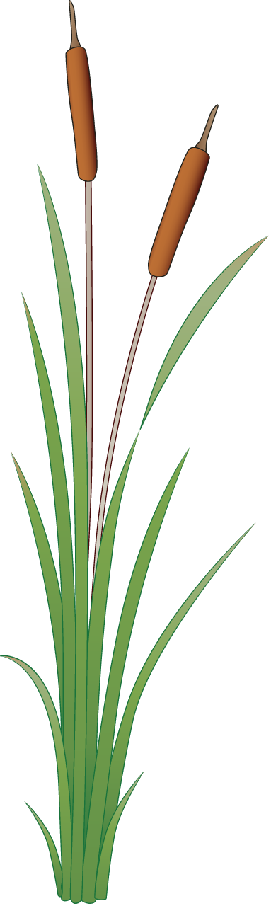 Bulrush (Typha Orientalis)