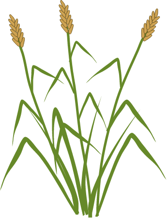 Cattail (Typha)