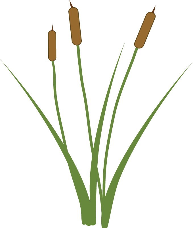 White Cattail (Typha x Glauca)