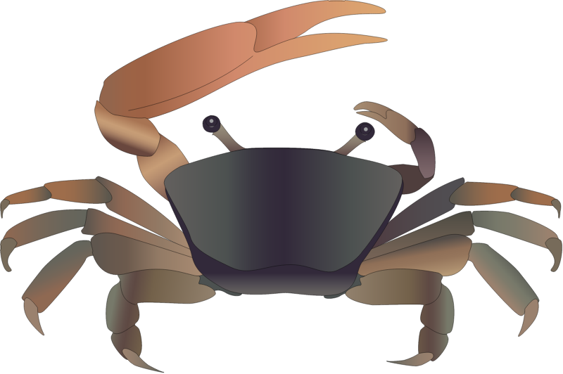 Mangrove Fiddler Crab (Uca Annulipes)