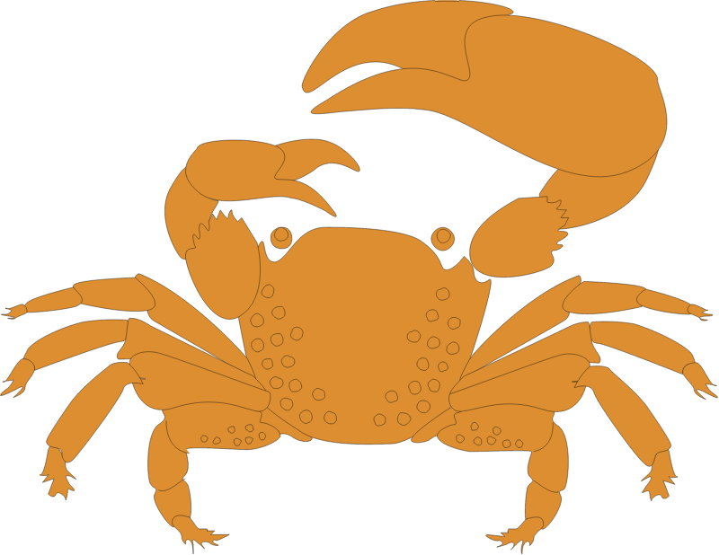 Fiddler Crab (Uca)