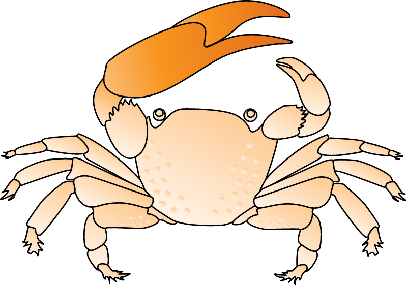 Fiddler Crab (Uca)