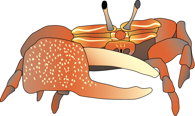 Fiddler Crab Anterior View (Uca)