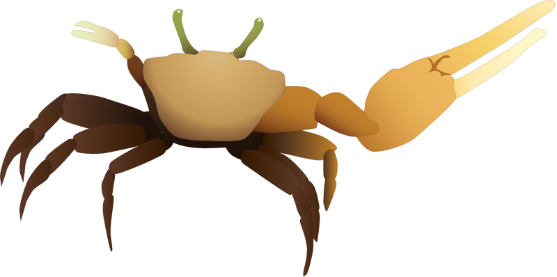 Mangrove Fiddler Crab (Uca Thayeri)