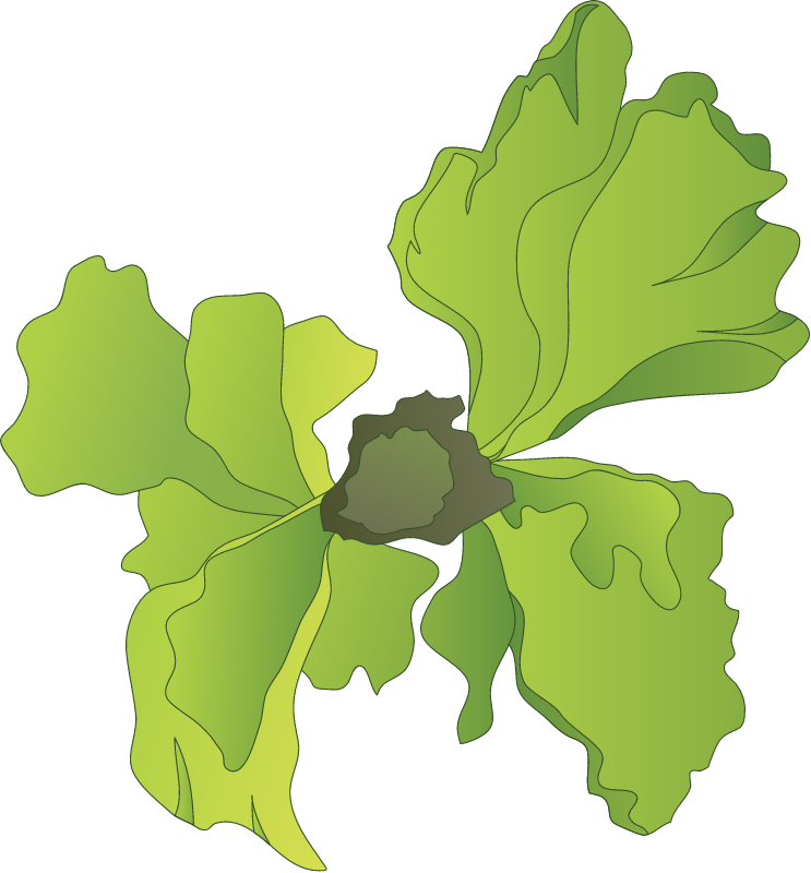 Sea Lettuce (Ulva)