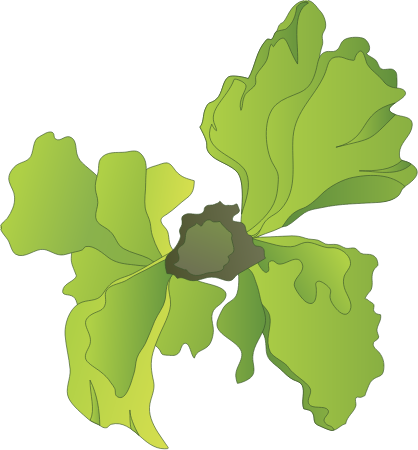 Sea Lettuce (Ulva)