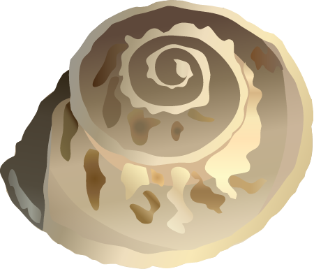 Button Snail (Umbonium Vestiarum)