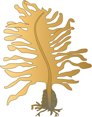 Wakame (Undaria Pinnatifida)