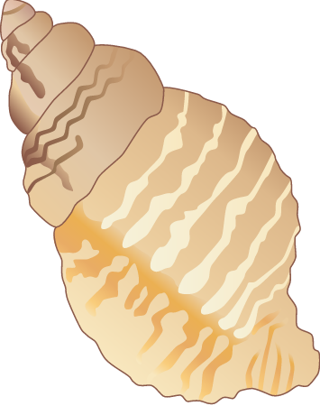 Oyster Drill (Urosalpinx Cinerea)