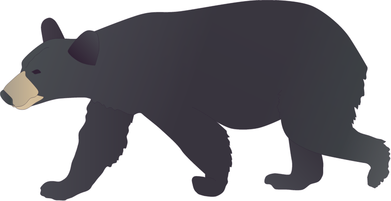 American Black Bear (Ursus Americanus)