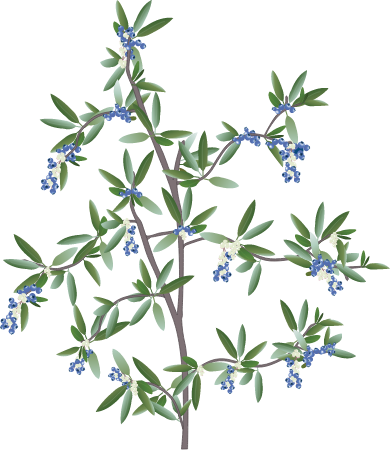 Highbush Blueberry (Vaccinium Corymbosum)