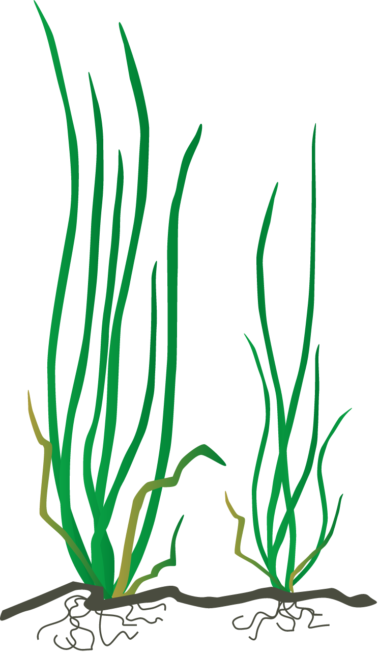 Wild Celery (Vallisneria Americana)