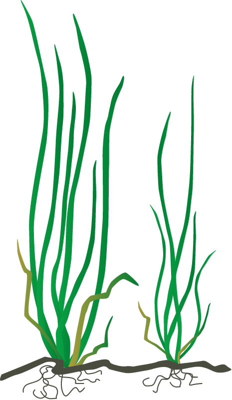 Wild Celery (Vallisneria Americana)