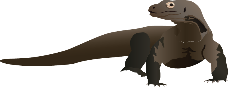 Komodo Dragon (Varanus Komodoensis)
