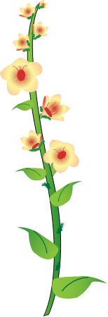 Common Mullein (Verbascum Thapsus)