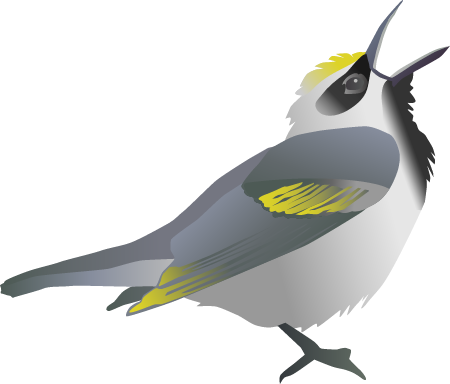 Golden Winged Warbler (Vermivora Chrysoptera)
