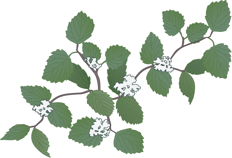 Arrowwood Viburnum (Viburnum Dentatum)
