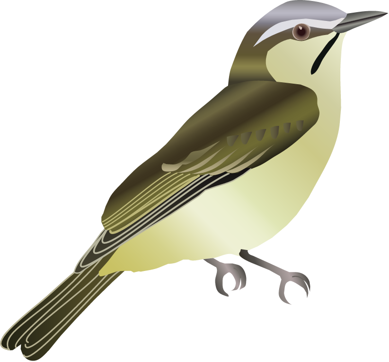 Black Whiskered Vireo (Vireo Altiloquus)