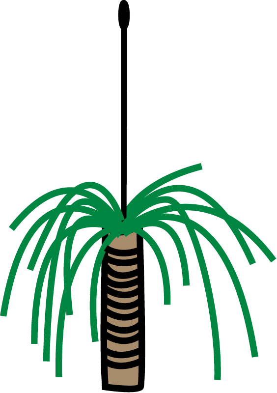 Grass Tree (Xanthorrhoea)
