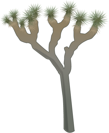 Joshua Tree (Yucca Brevifolia)