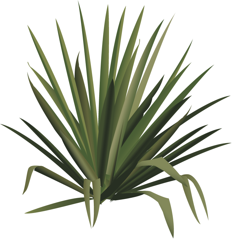 Yucca (Yucca)