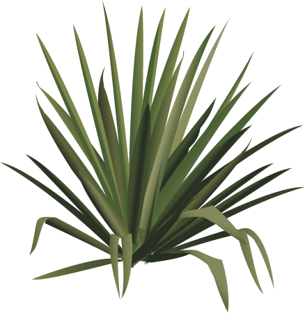 Yucca (Yucca)
