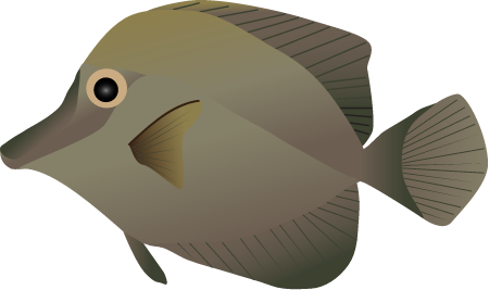 Brown Scopas Tang (Zebrasoma Scopas)