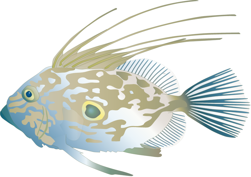 John Dory (Zeus Faber)