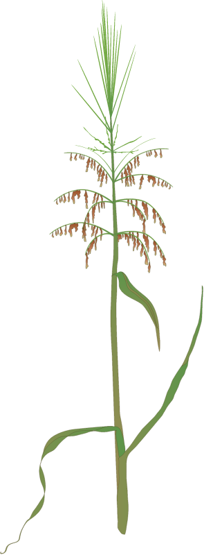 菰属