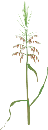 Wild Rice (Zizania)