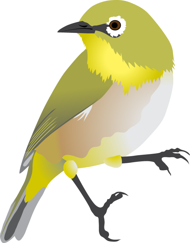 Japanese White Eye (Zosterops Japonicus)