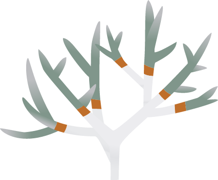 Acropora Brown Band Disease