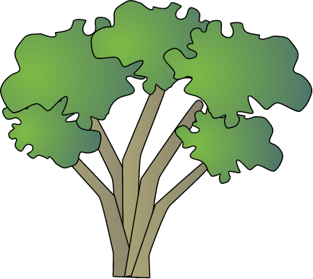 Black Mangrove (Aegiceras Corniculatum)