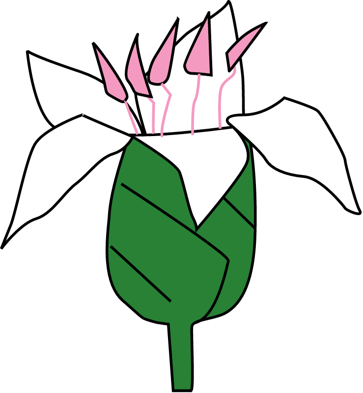 Black Mangrove Flower (Aegiceras Corniculatum)