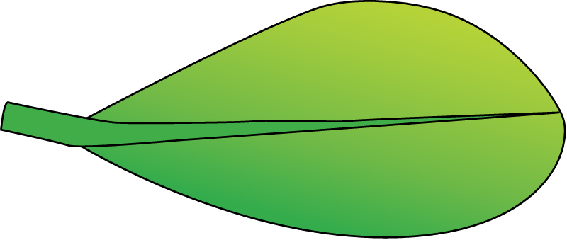 Black Mangrove Leaf (Aegiceras Corniculatum)