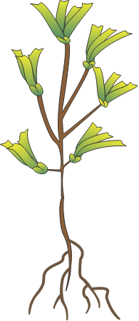 Amphibolis Antarctica