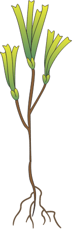 Amphibolis Griffithii