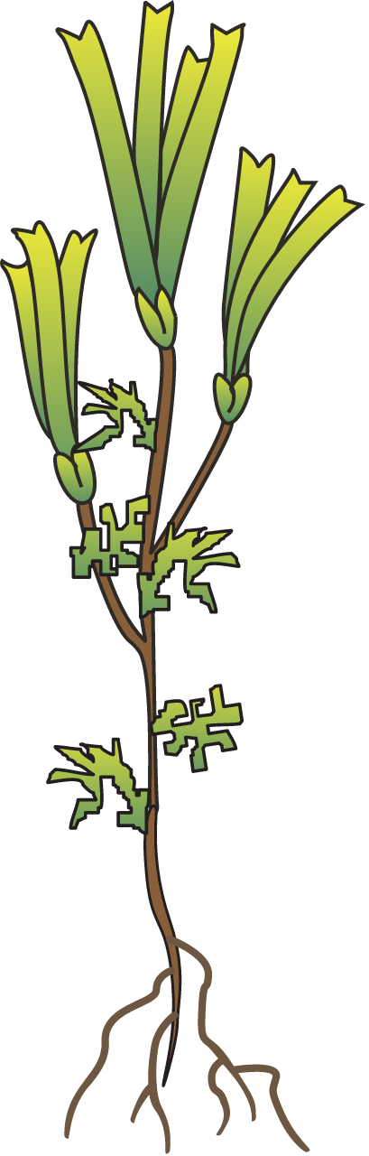 Amphibolis with Epiphytes