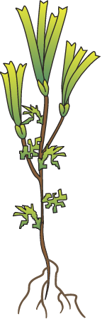 Amphibolis with Epiphytes