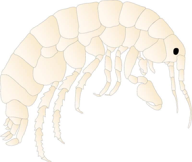 Amphipod